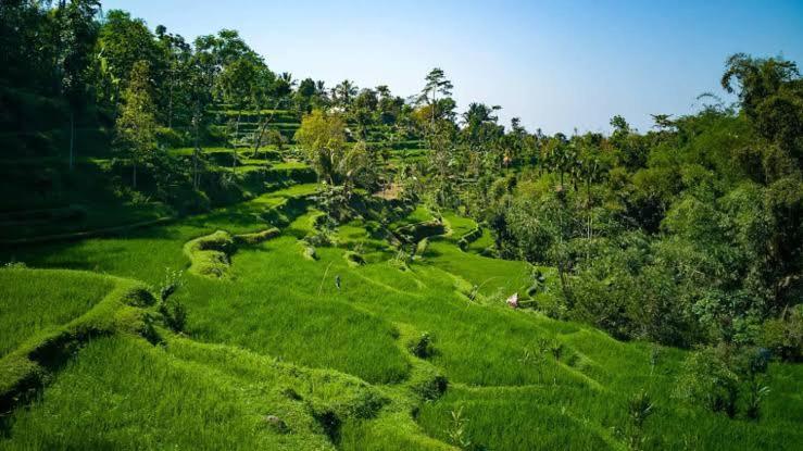 Asan Rinjani Homestay テテバトゥ エクステリア 写真